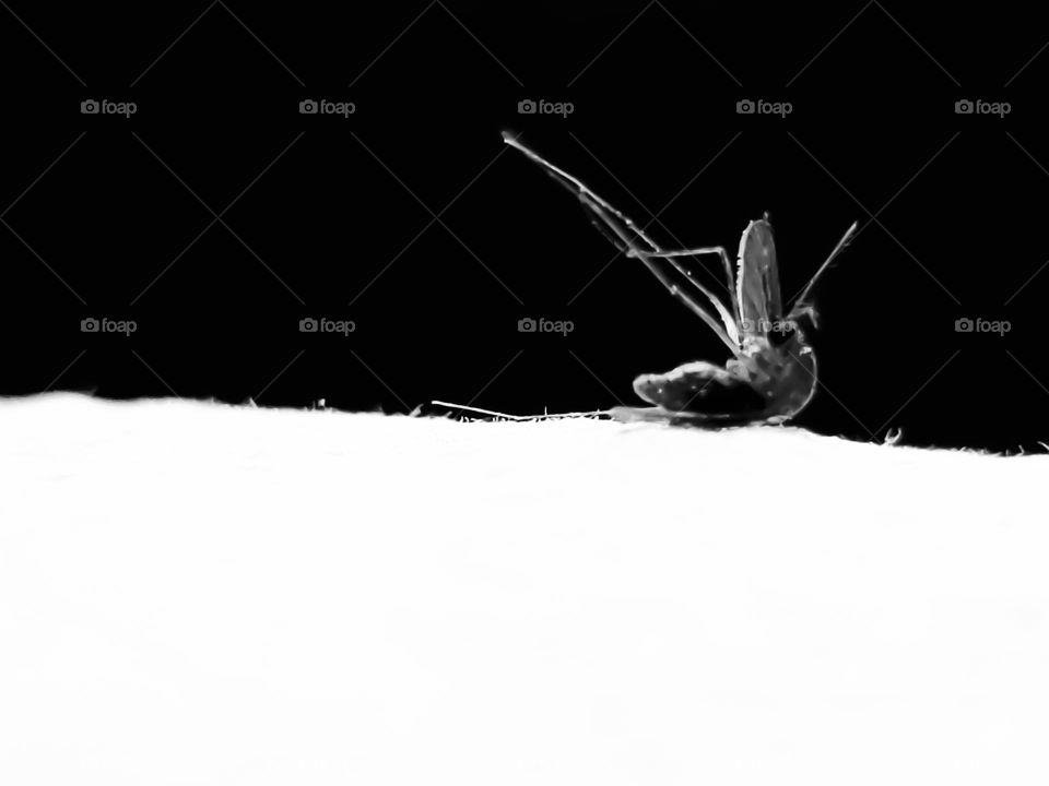 Closeup of a mosquito in black and white.