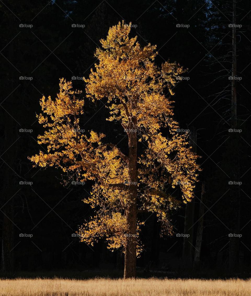Luminous vibrant yellow fall autumn color of a Aspen Elm cottonwood tree in Yosemite Valley against the dark black background.