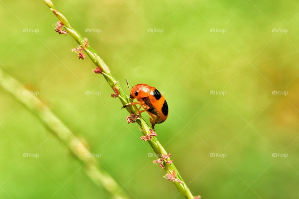 ladybug's visiting