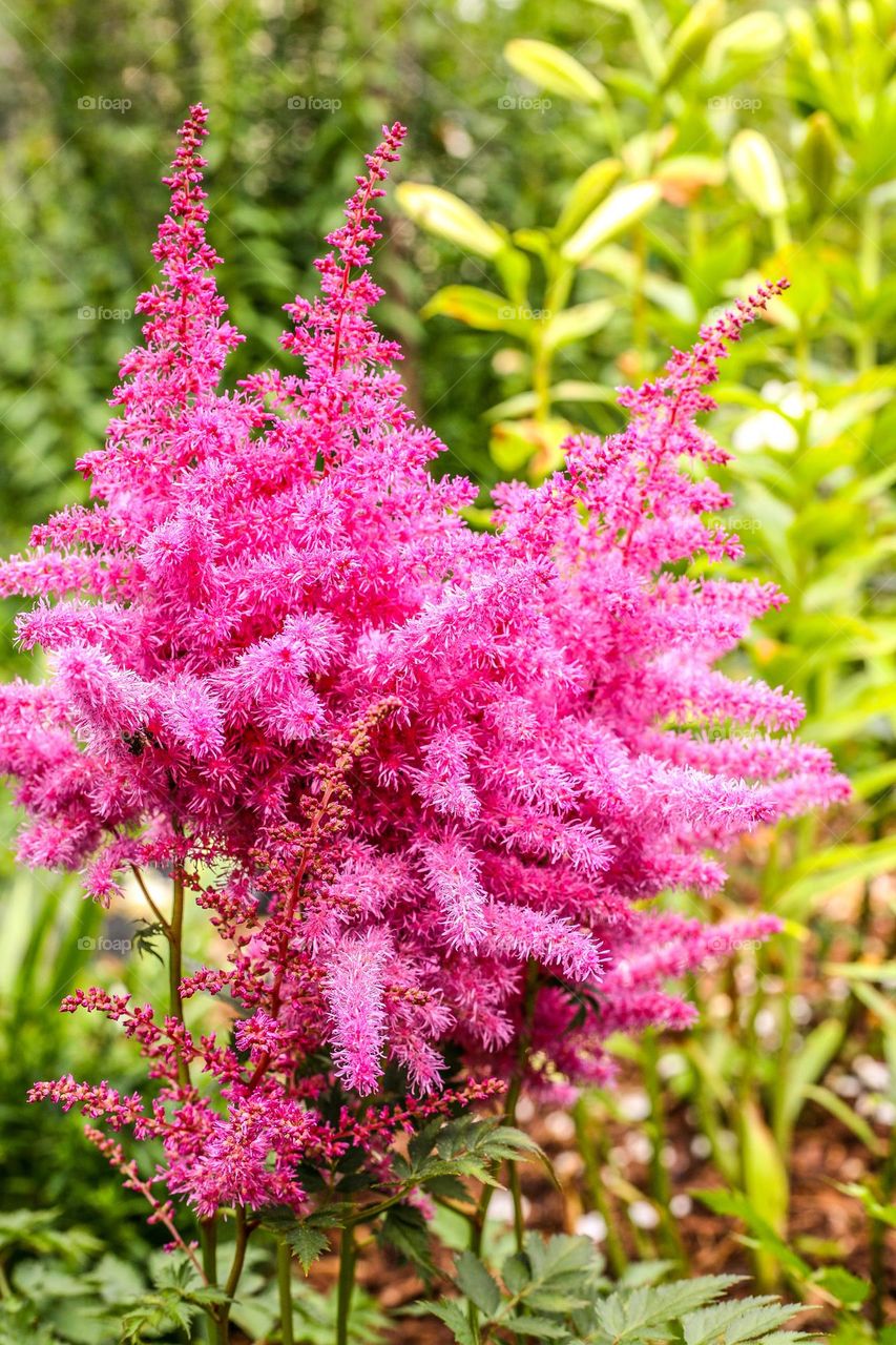 False buck’s beard, a species of False goat’s beards