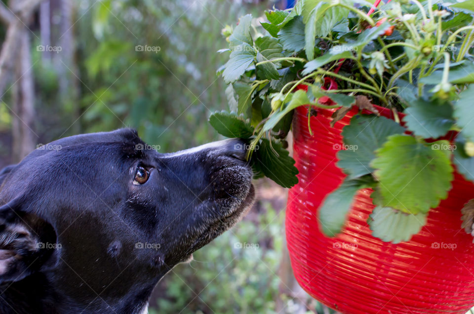 Cute dog in garden eating strawberry from plant in hanging pot during summer, conceptual healthy pets and summer safety in the garden curious pet photography