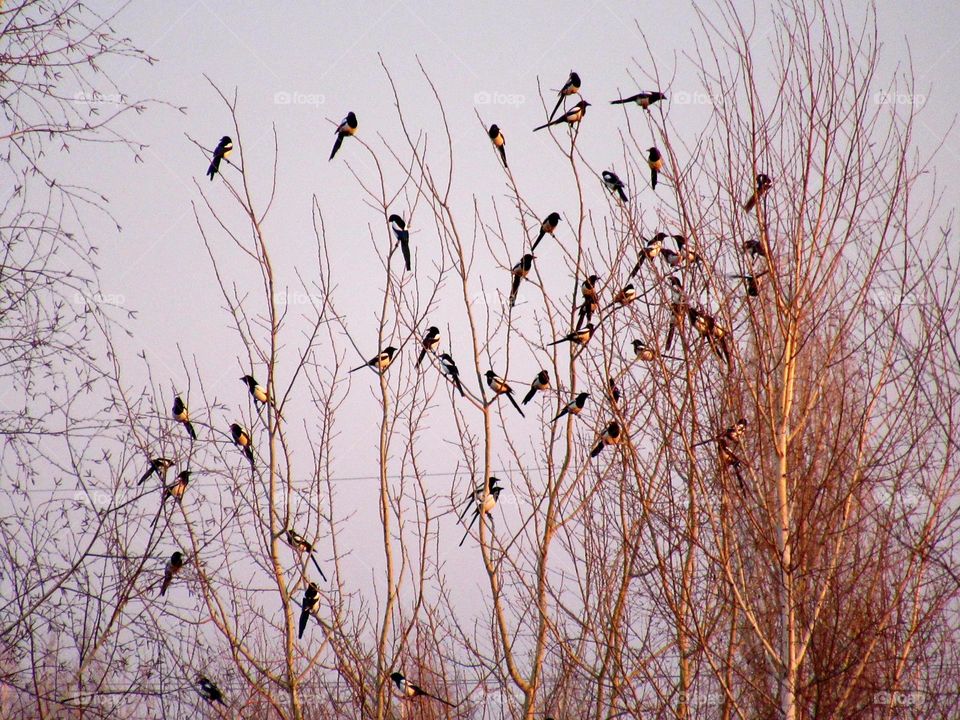 white-sided magpies sit on a tree, see off the sun, wait for spring