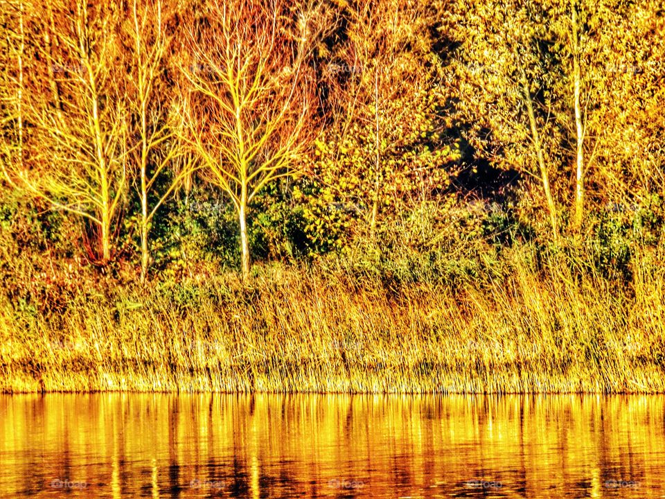 Lake. Nature reserve 