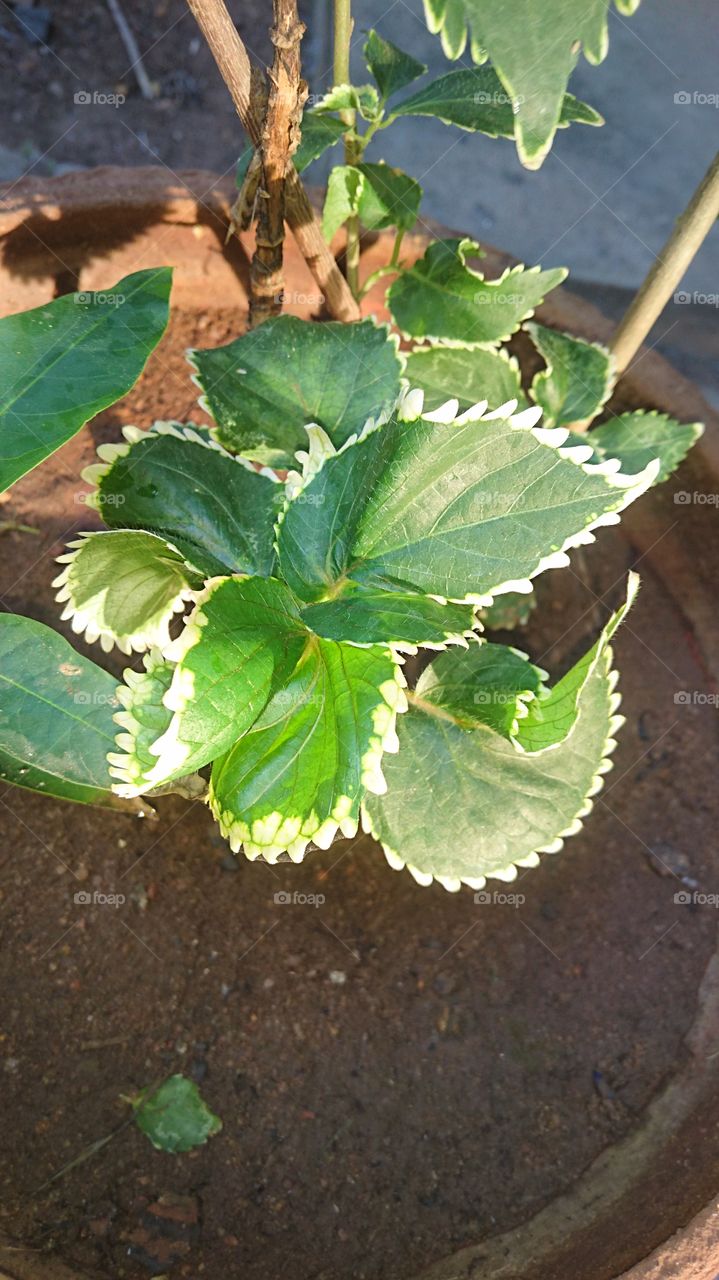 India Puducherry leaf in sunlight