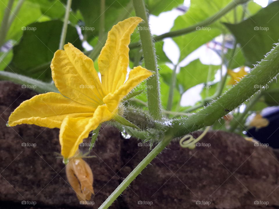 Summer flower after rain. Yellow flower. Zielona Góra. Poland.