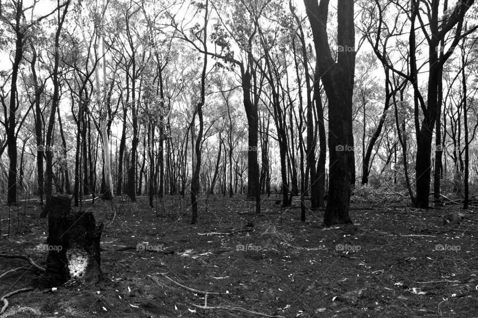 Bushfire damage 