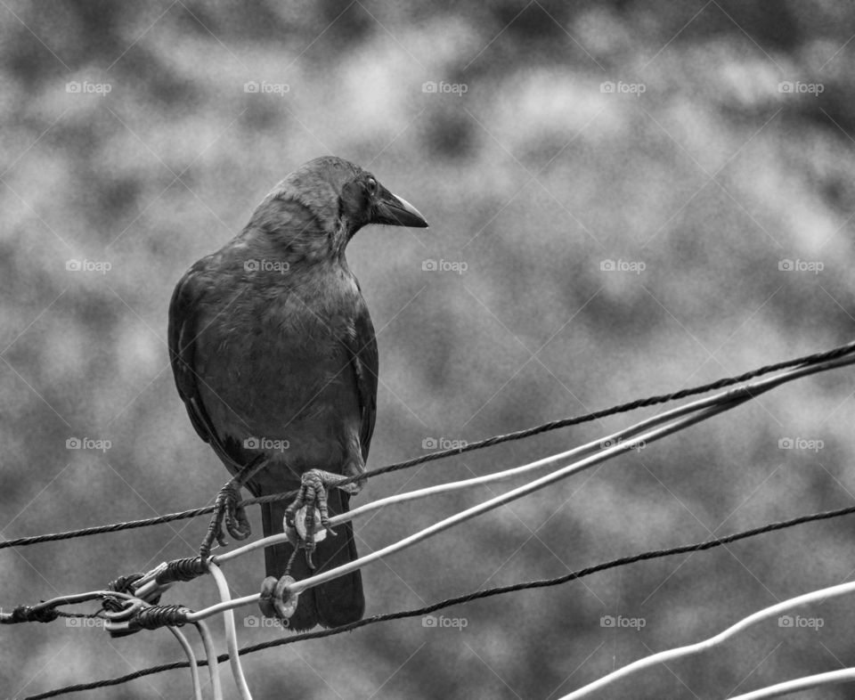 Bird photography  - gray shade  - indian crow