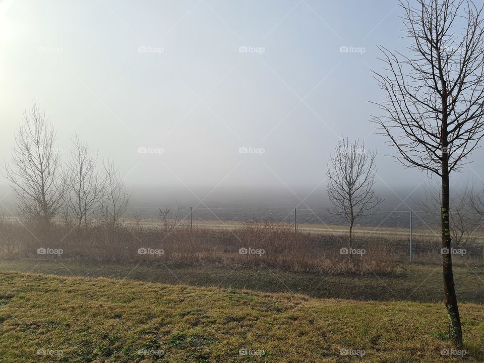 Bare trees shiver in winter fog.