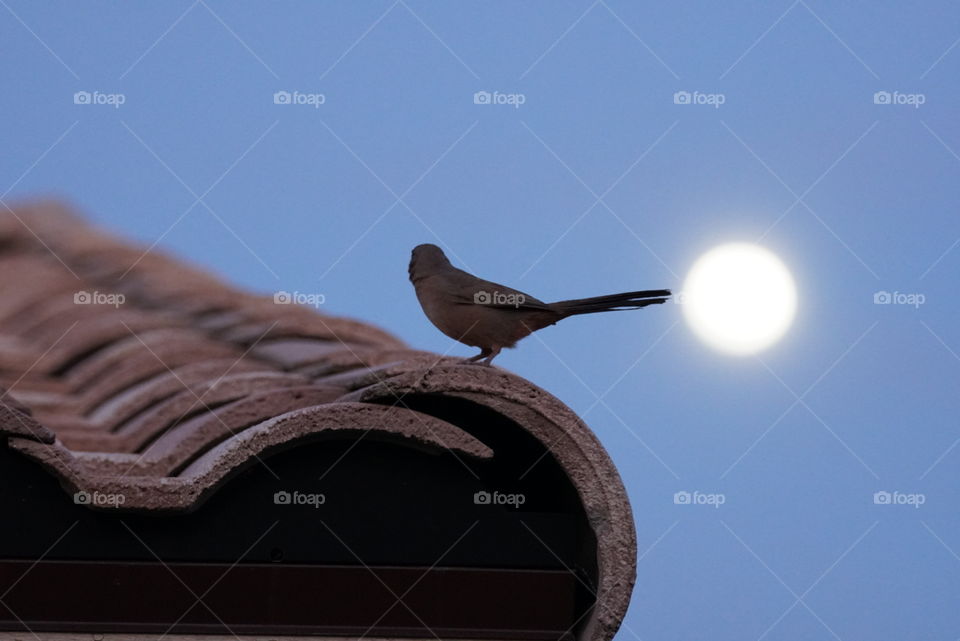 A small bird seems to be admiring tonight's full moon