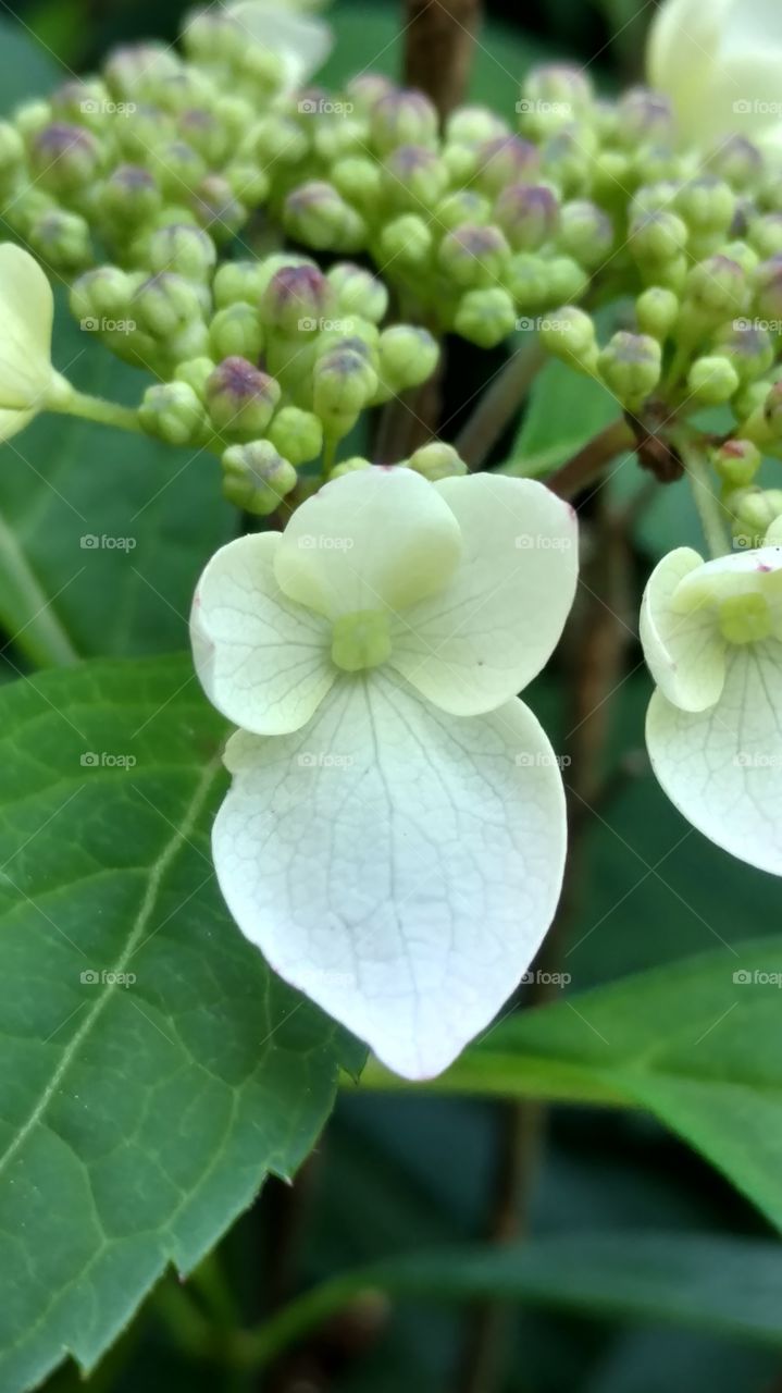 Nature, Flora, No Person, Leaf, Summer