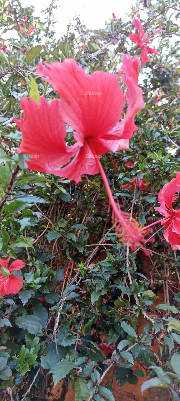 red hibiscus flower