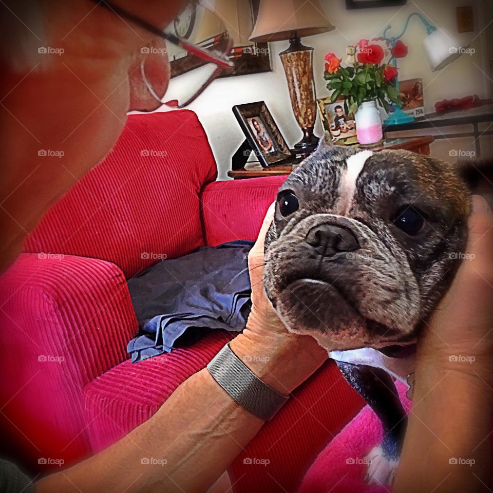 Man and a Frenchie dog sitting on a magenta couch.