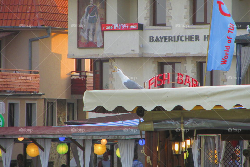 Seagull in fish bar