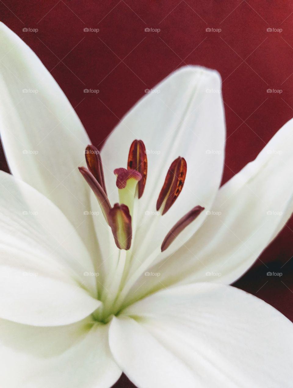 White Lily flower, isolated, on red background