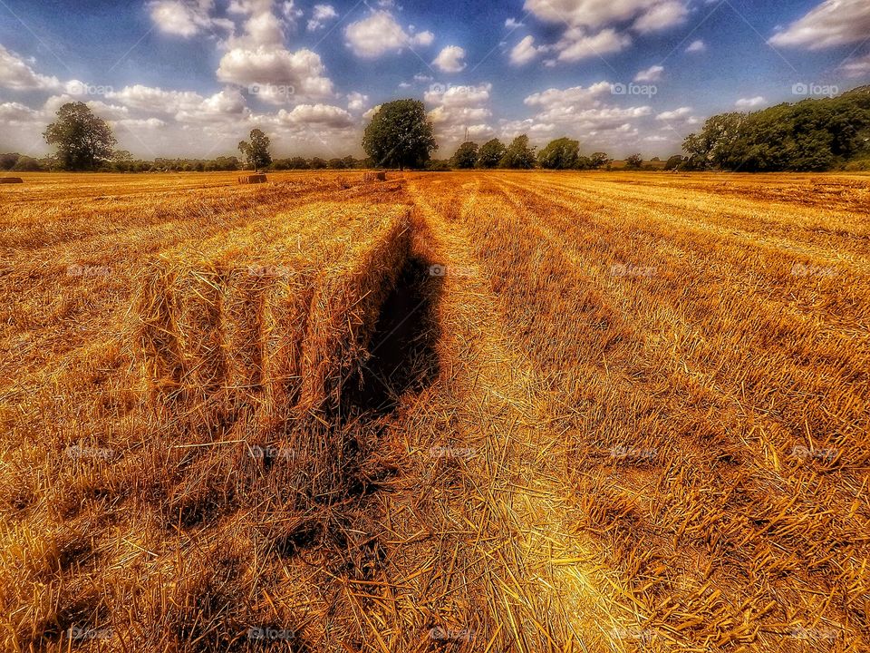 Harvest. Hay bales 