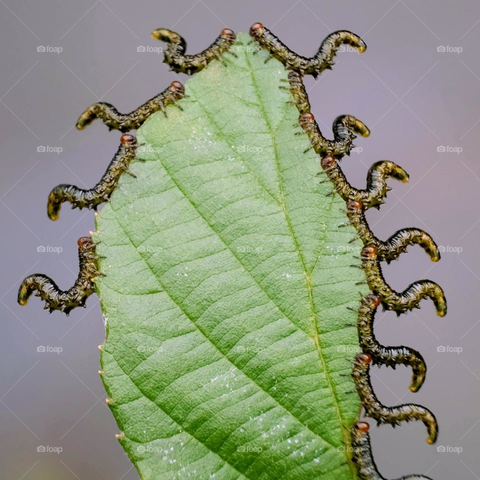 Willow Sawfly larvae (Genus Nematus) strategically arrange themselves along the perimeter of a single Smooth Alder leaf to efficiently consume it.