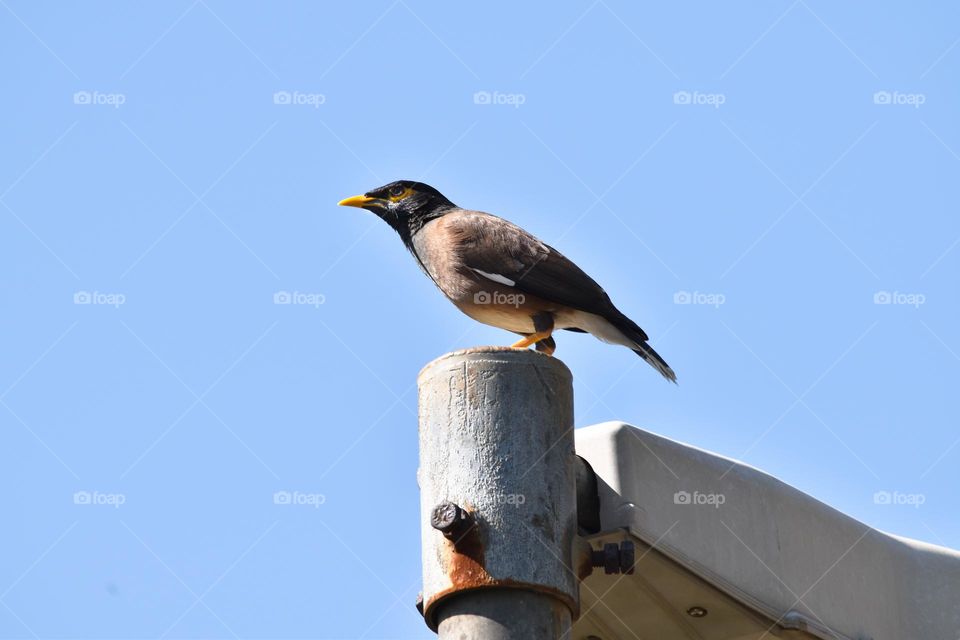 African Indian Myna Bird