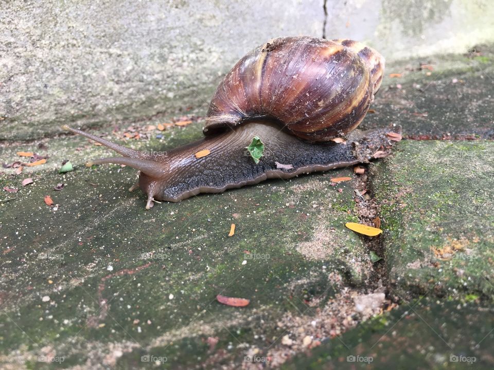 Big garden snail 