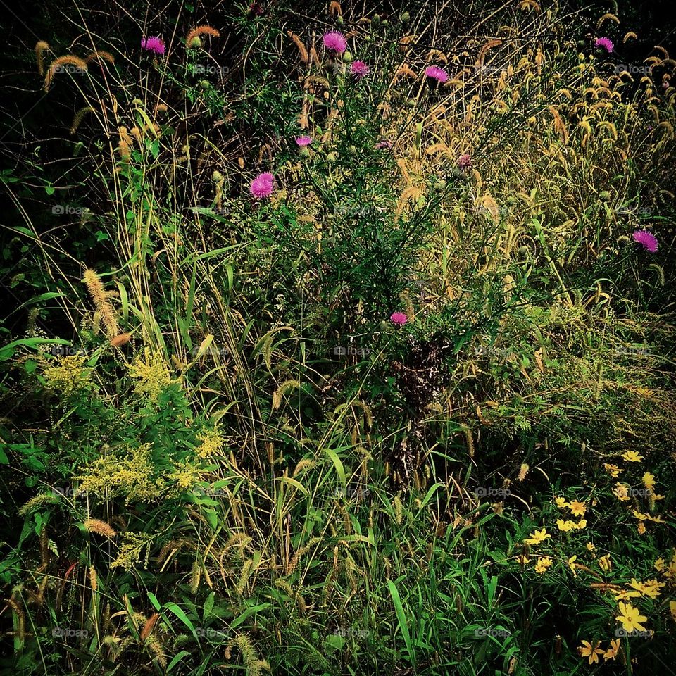 Wildflowers 