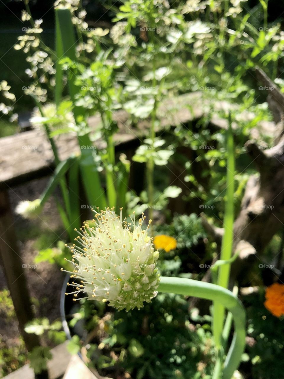 Green onions blooming