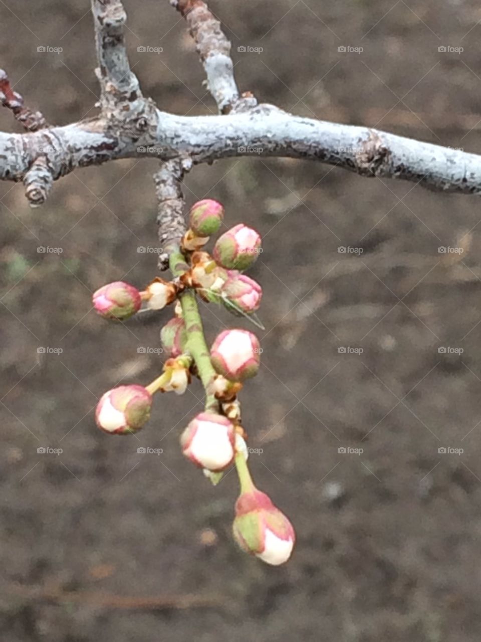the apricots blossom