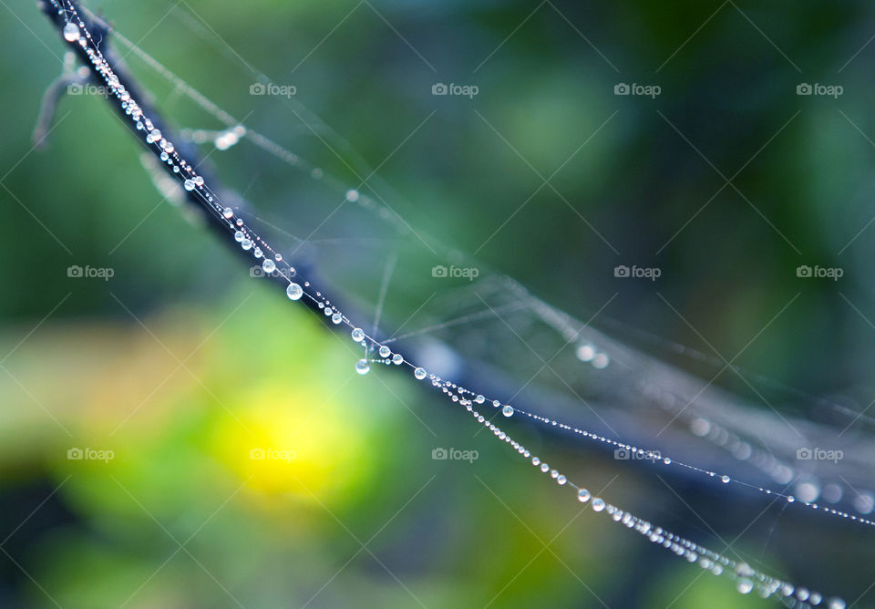 Macro shot water droplets in nature