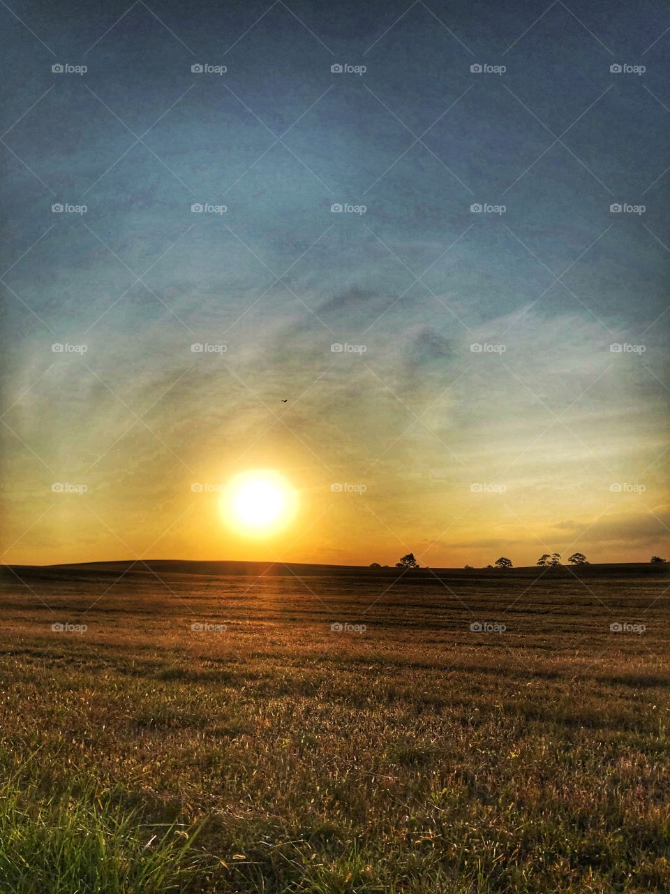 Sun setting over farmland 