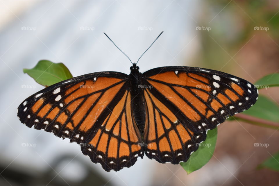 monarch butterfly perched on a leaf.