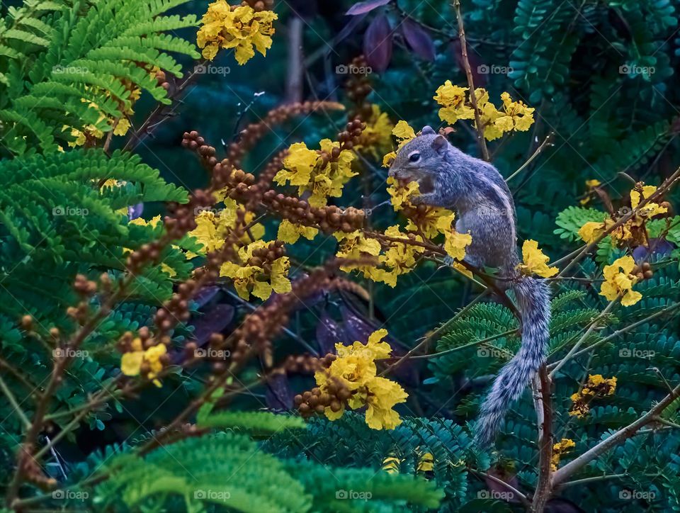 Animal photography - Squirrel - Yellow flamboyant flower eating