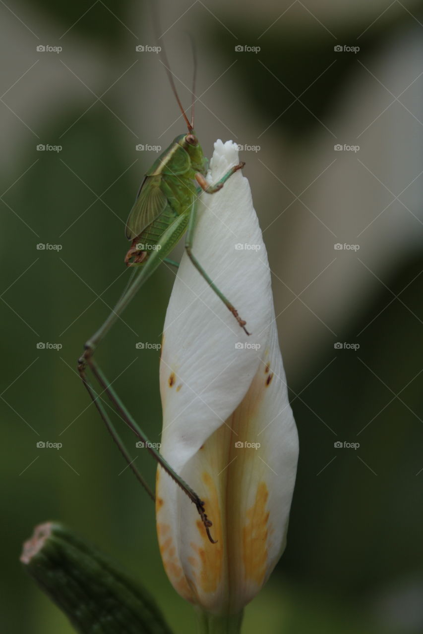Macro of bug on flowers 