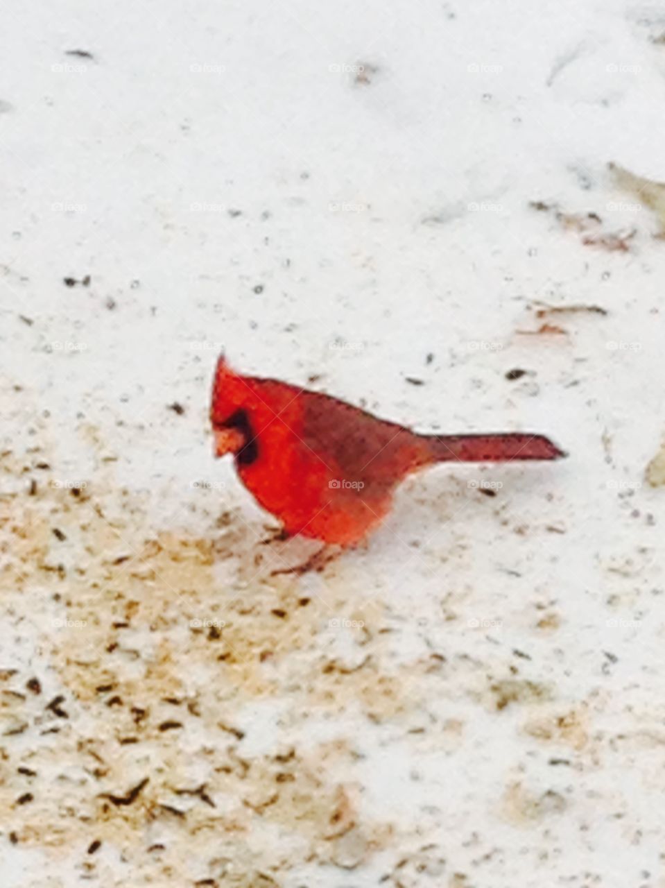 Red cardinal in snow cover garden