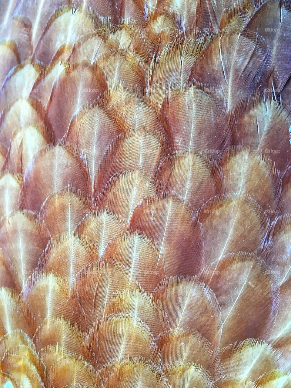 Red Hen Feathers Texture 