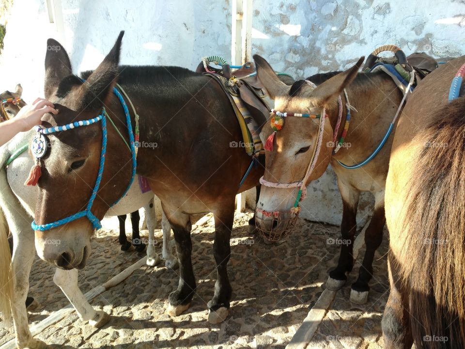 Donkey Burro Rides