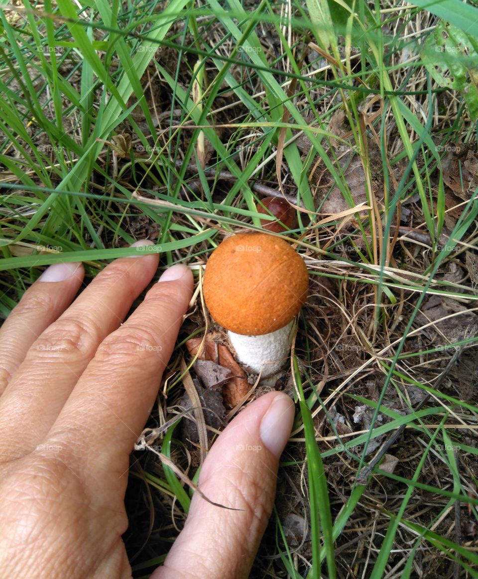 orange cap boletus mushroom growing in the green grass in the forest and hand