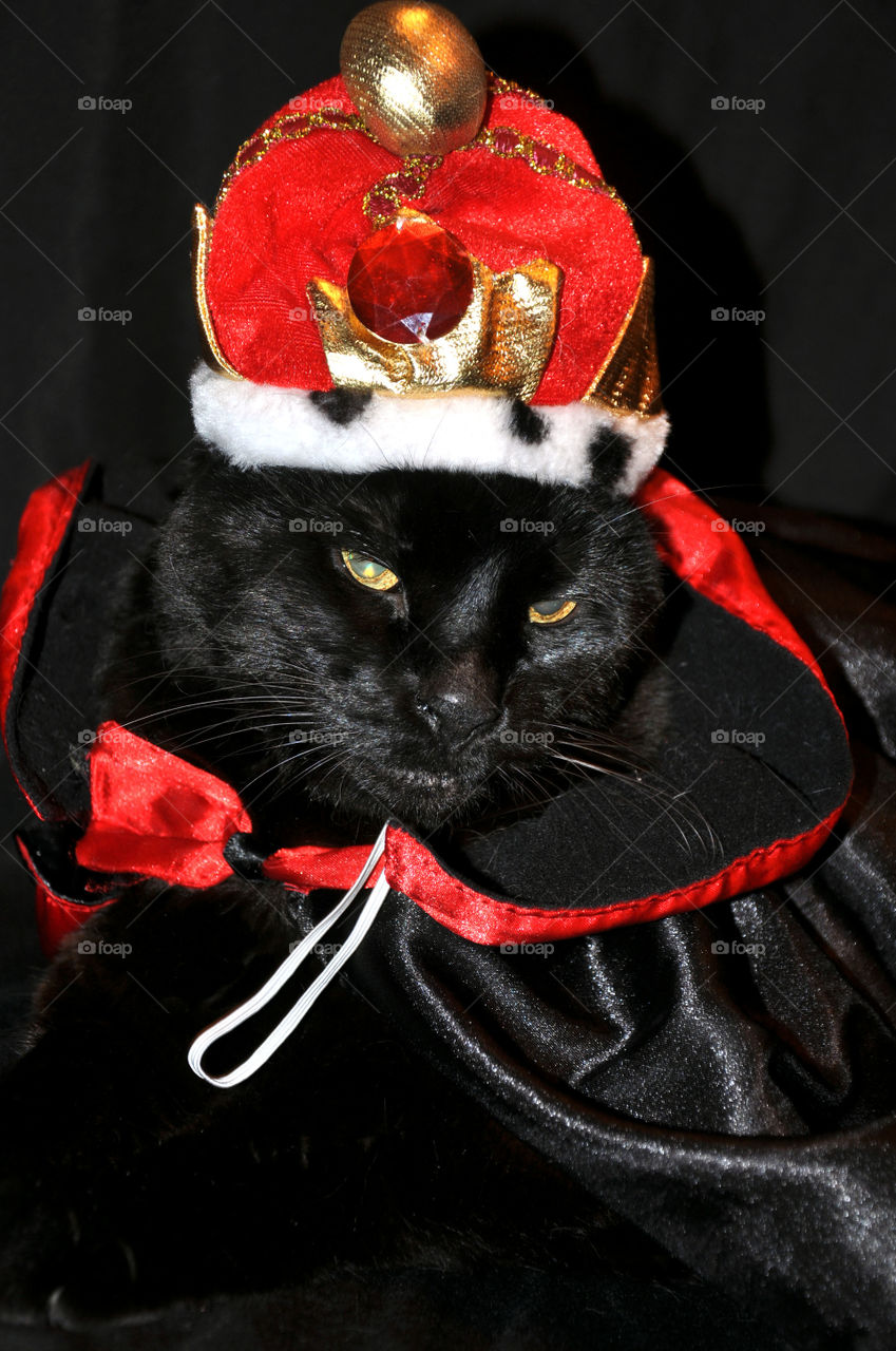 Black Domestic Short Hai in King Costume