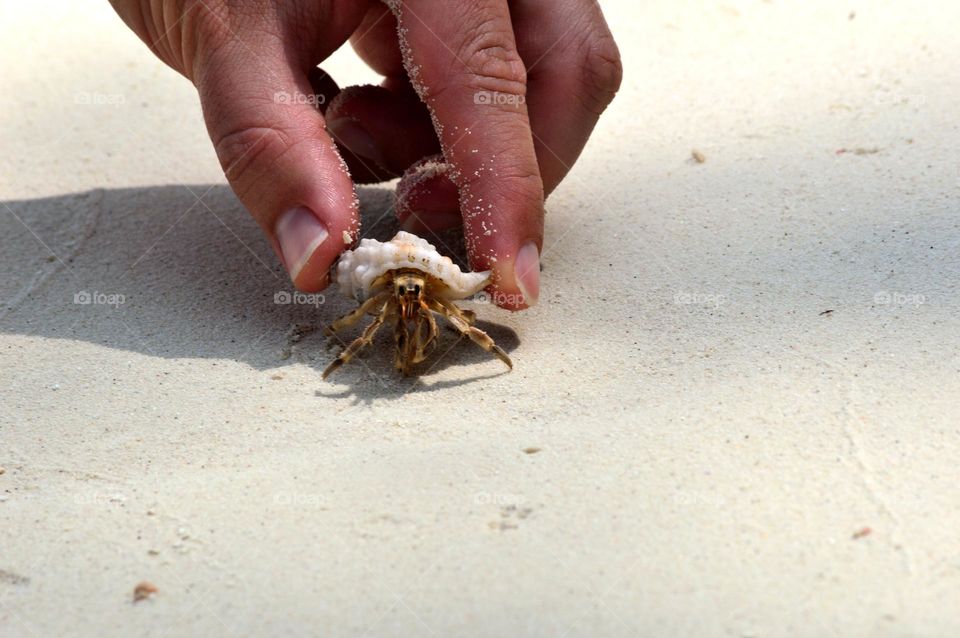 caught crab