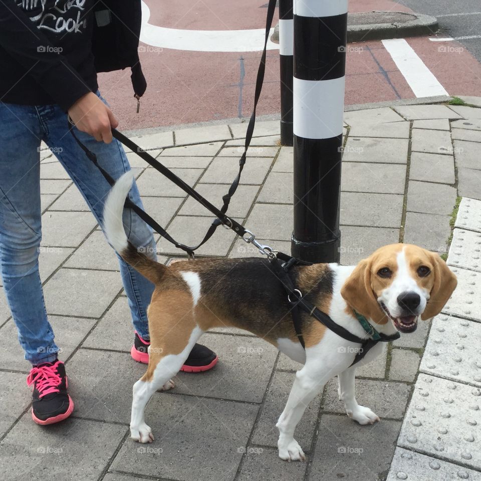 My smiling Beagle