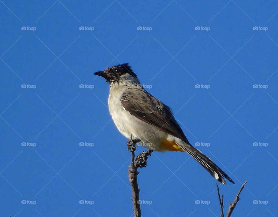 Sooty headed bul . Top dryng perched at the dryng branch of dryng wood. Interest main character for yellow coloured vent at it's abdominal side.