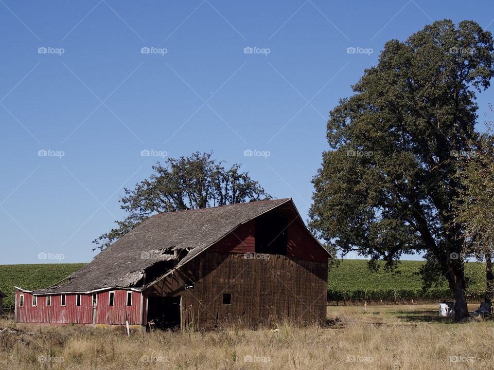 A broken down old red barn next to a field with shade trees in the rural farmland of Western Oregon sunny fall day. 