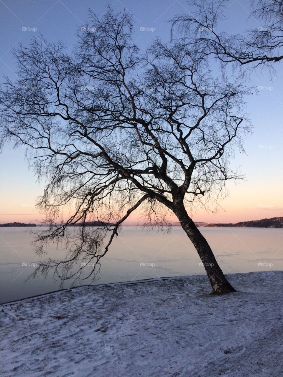 A Frozen Tree on a wintery morning and a Frozen lake