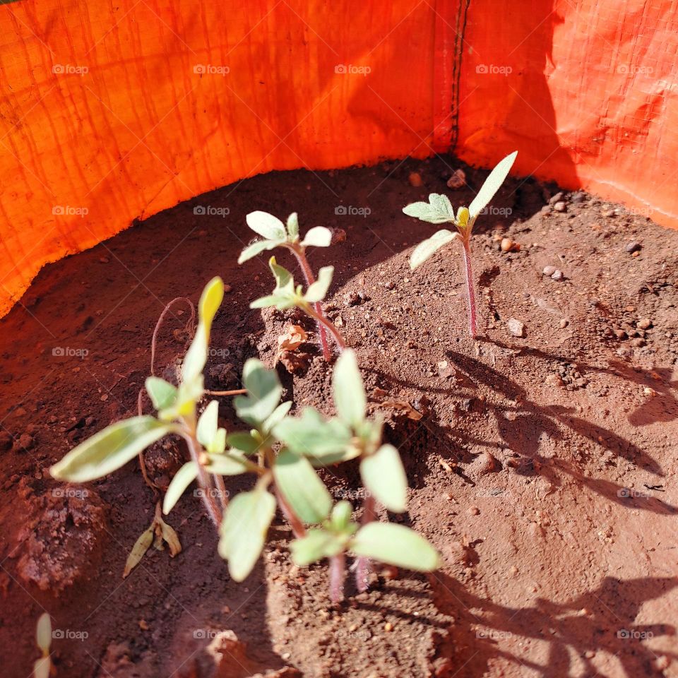 tomato saplings