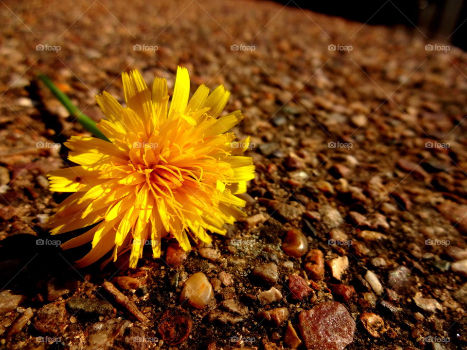 dandelion in macro