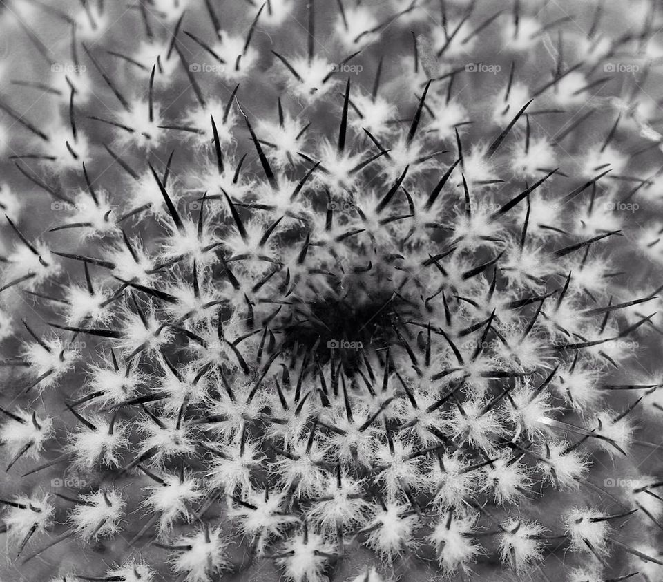 Cactus close up black and white