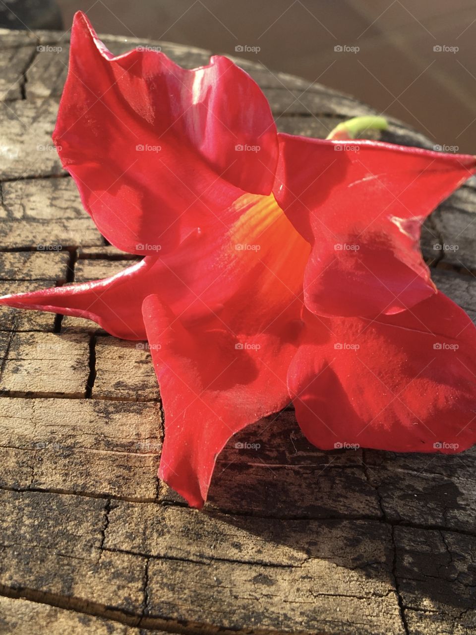 Flower on wood