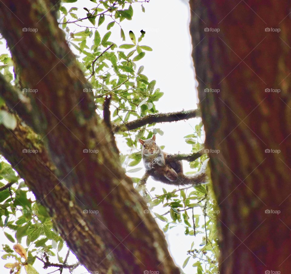 Gray squirrel on branch