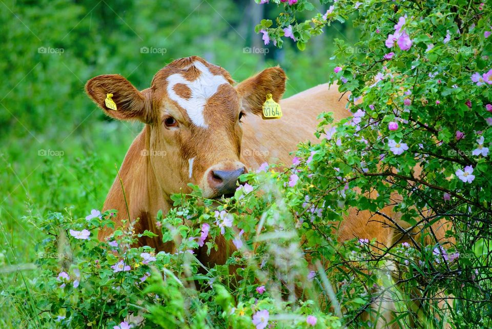 Cow on summer pasture 