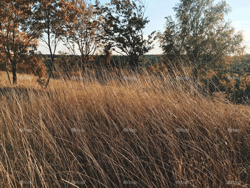 Beautiful autumn grass 