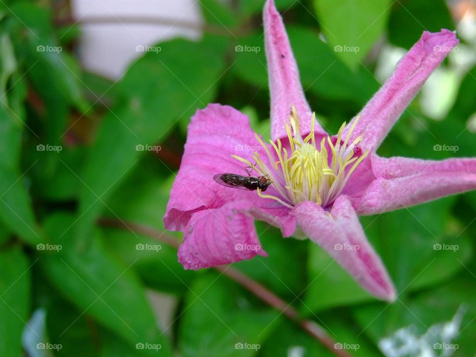 Fly on pink flower