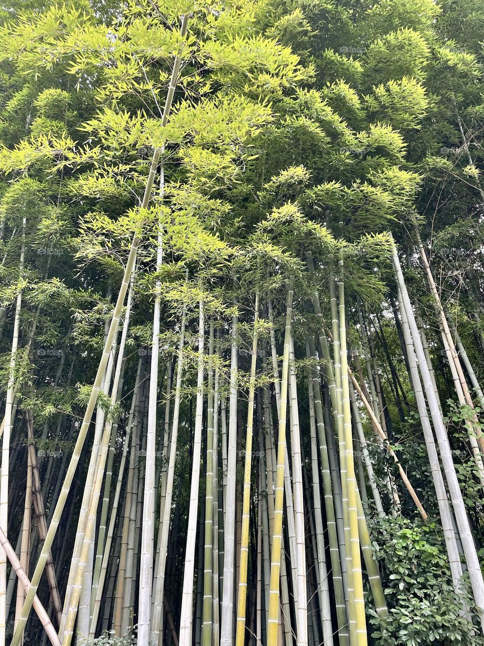 Bamboo forest in Kyoto, Japan