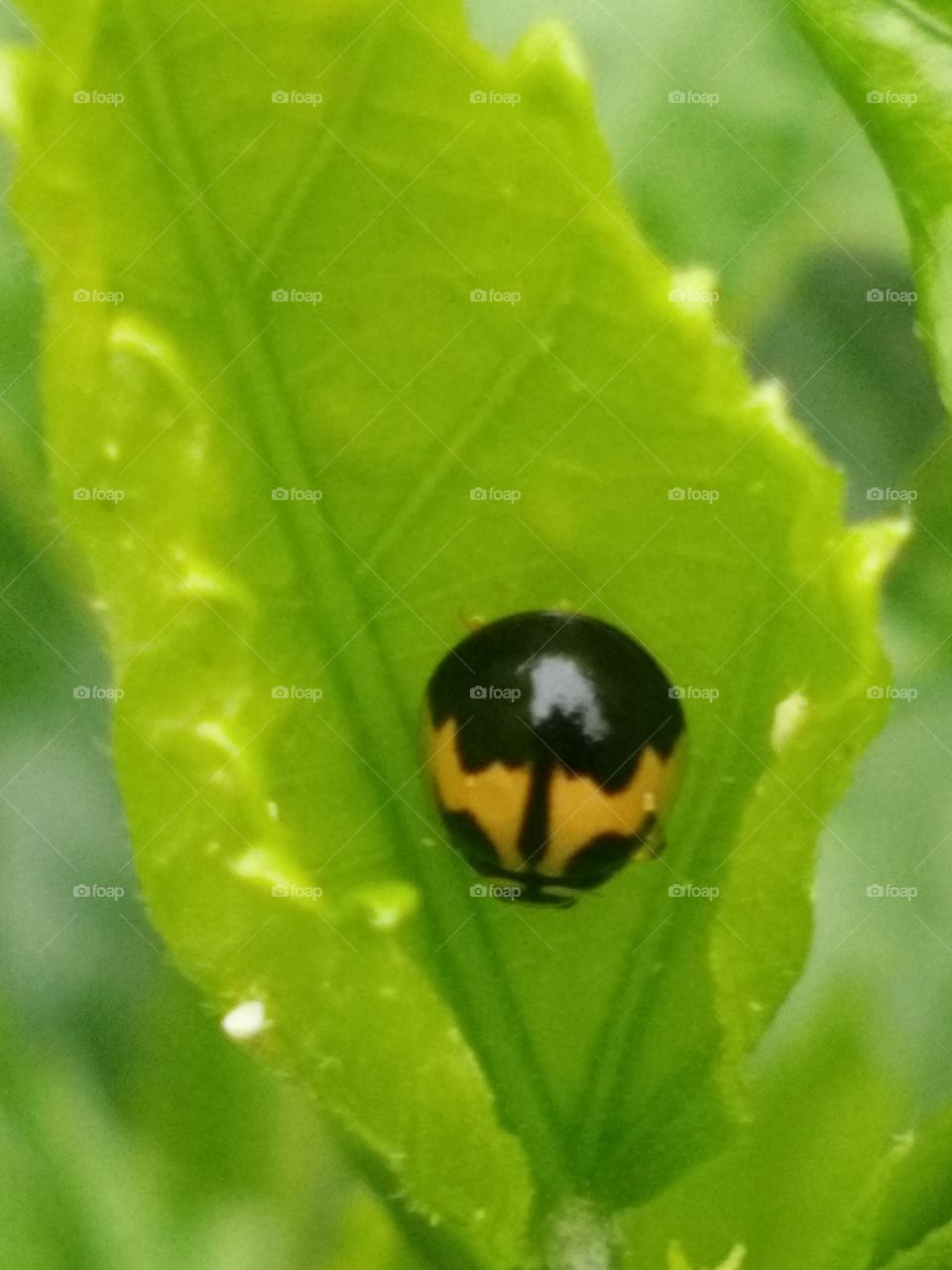 amazing black and yellow peculiar beetle